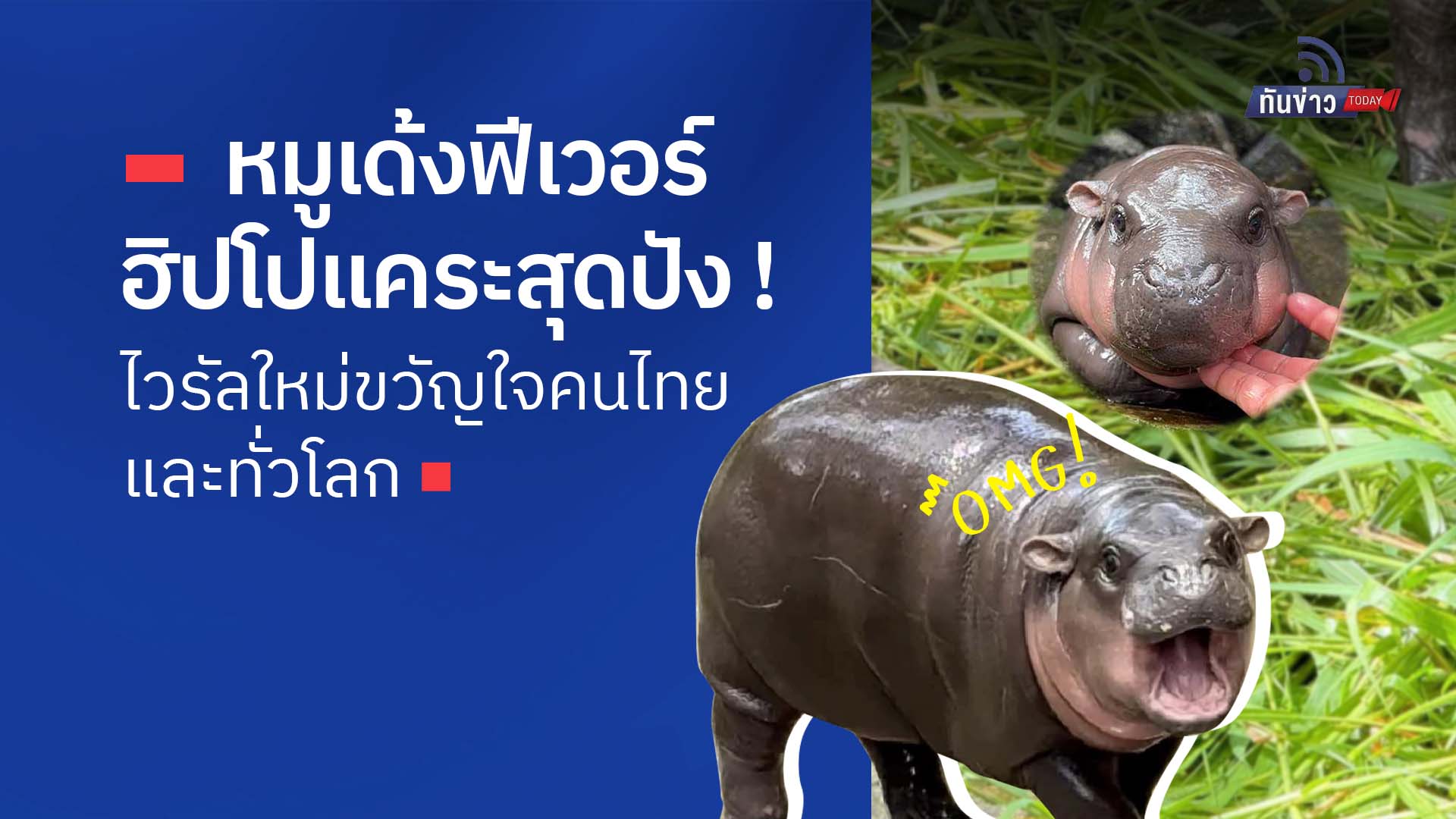 หมูเด้งฟีเวอร์  ฮิปโปแคร่ะสุดปัง ไวรัลใหม่ขวัญใจคนไทยและทั่วโลก